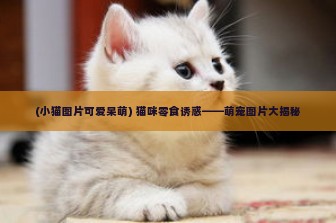 (小猫图片可爱呆萌) 猫咪零食诱惑——萌宠图片大揭秘